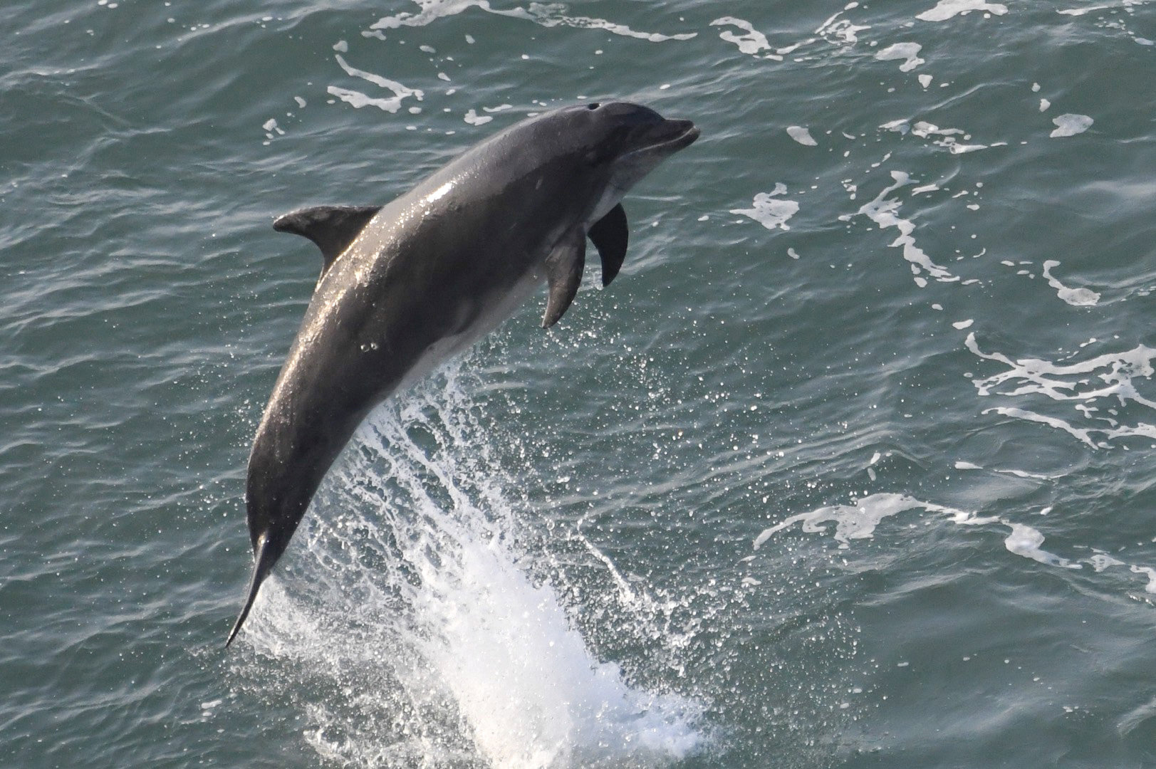 Dolphin breaching in New Quay earlier this week