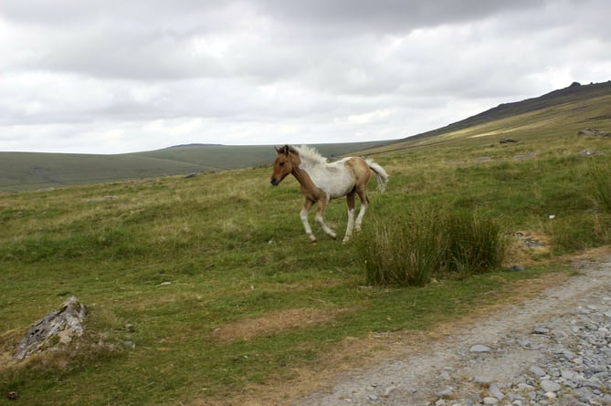Dartmoor ponies could be wearing collars in the future to make them more visible to drivers at night-time.