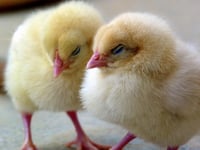 Thought of the Day: Let us celebrate Easter’s promise of new life