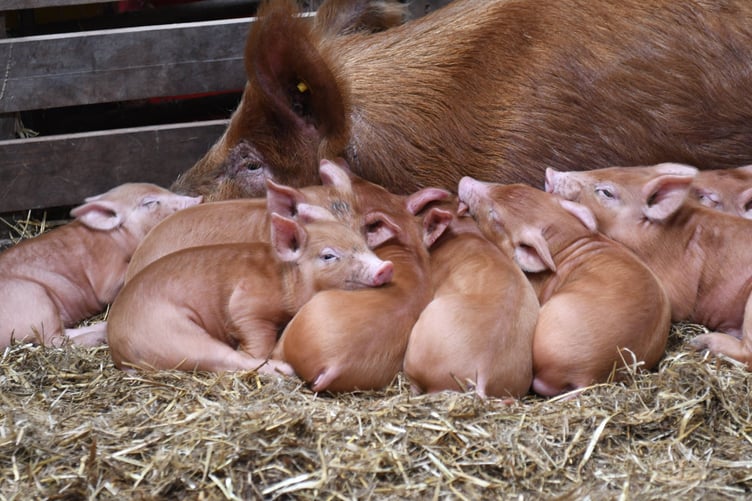 Lambs at Knockaloe Beg Farm -