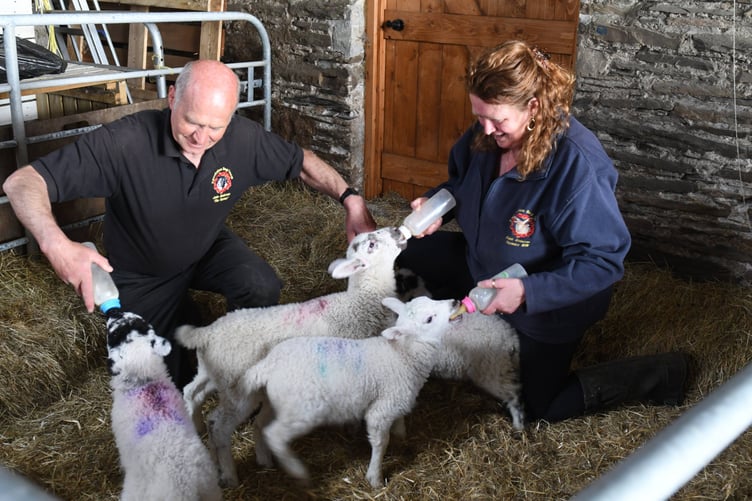 Lambs at Knockaloe Beg Farm - pictured is John and Fiona Anderson