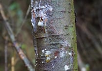 Restrictions imposed after outbreak of tree disease