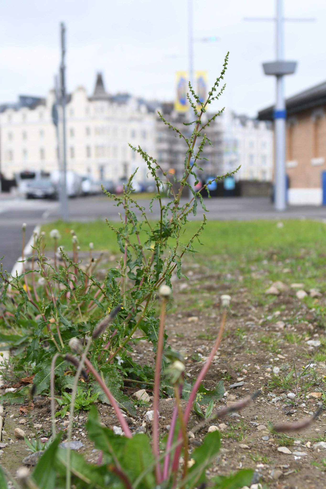Weeds growing on Loch Promenade in Douglas -