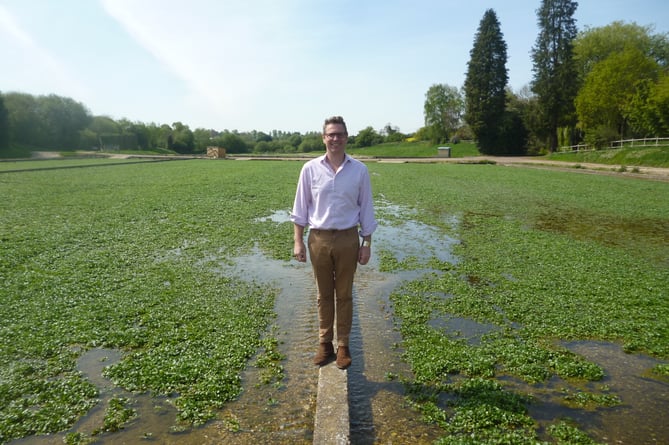 Tom Amery, managing director of The Watercress Company, surveys the watercress beds at Manor Farm in Old Alresford on May 6th 2022.