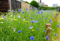 Wildflower meadow in Alton is accidentally mown