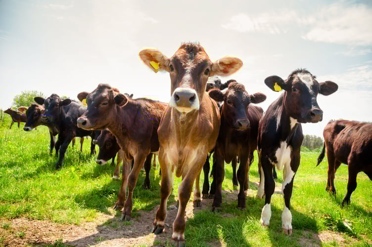 A group of wary cattle in a field