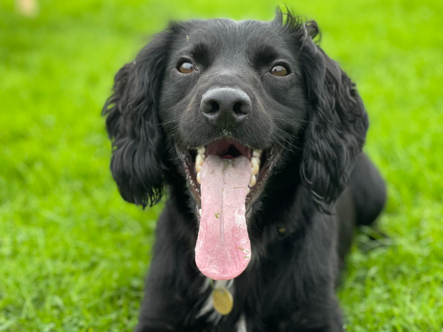 Marshall the spaniel is now thriving as a police dog after his ordeal. Picture: RSPCA - Copyright Claire Todd