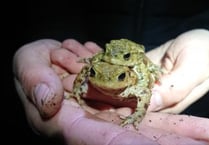Toads’ pond pad refreshed by South Downs rangers