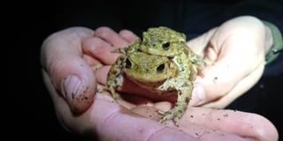 Toads’ pond pad refreshed by South Downs rangers