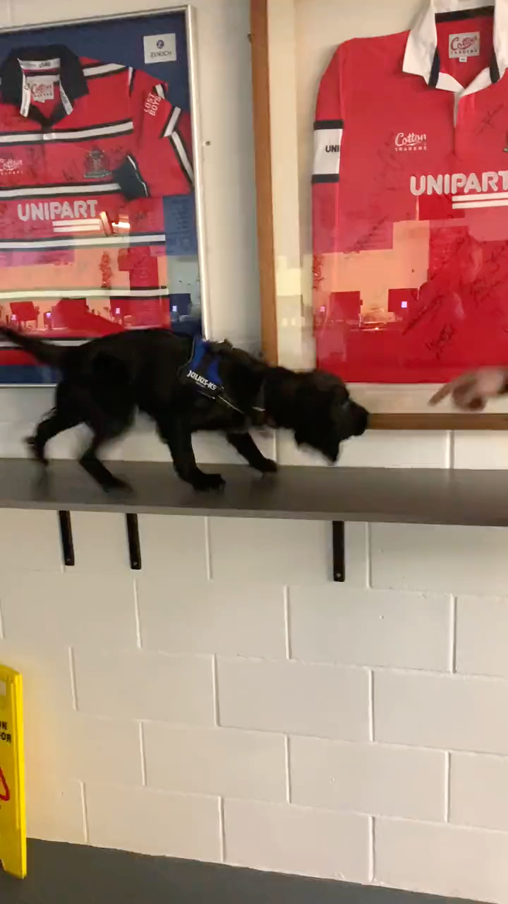 Marshall in training as a police dog. © Gloucestershire Constabulary.