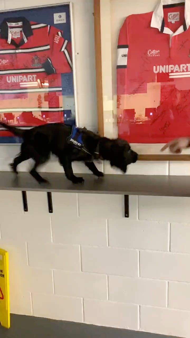 Marshall in training as a police dog. © Gloucestershire Constabulary.