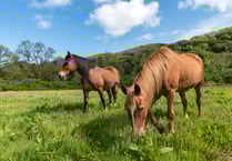New charter outlines council’s animal welfare standards