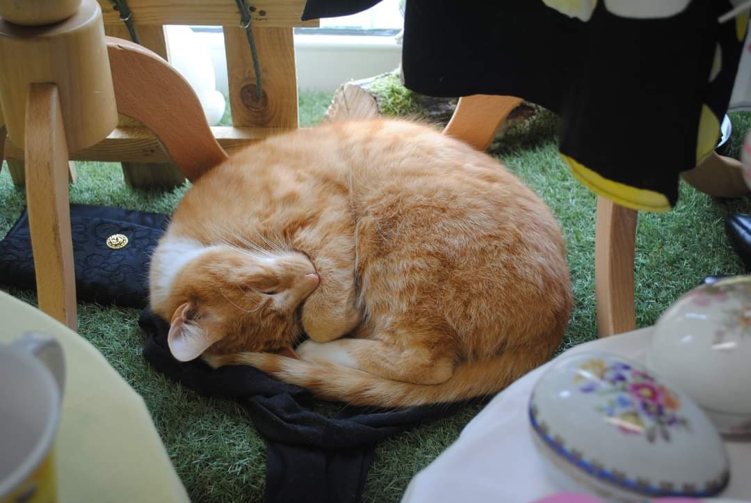 Fizz asleep in a charity shop window