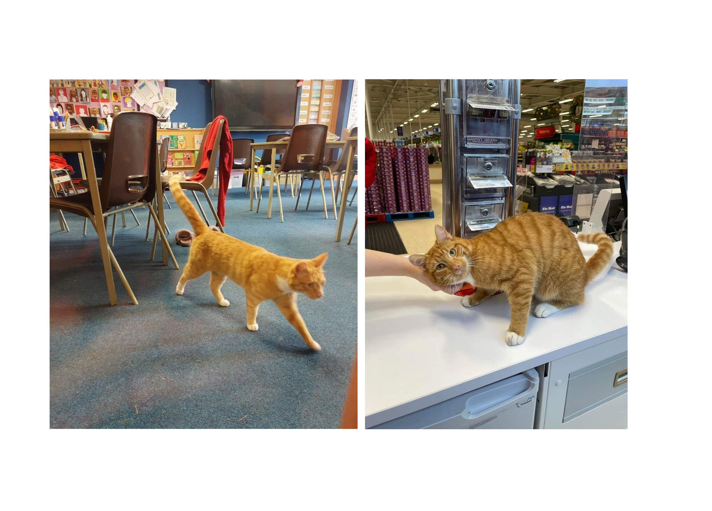 Fizz attends primary school and then heads to Tesco for a fuss