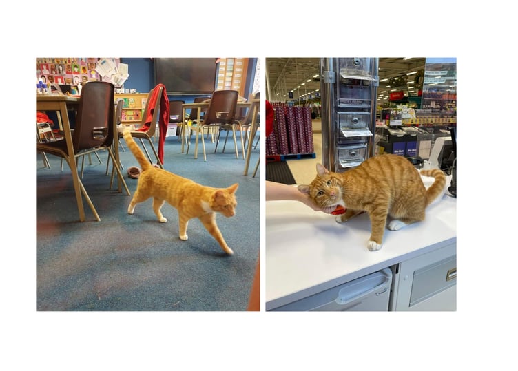 Fizz attends primary school and then heads to Tesco for a fuss