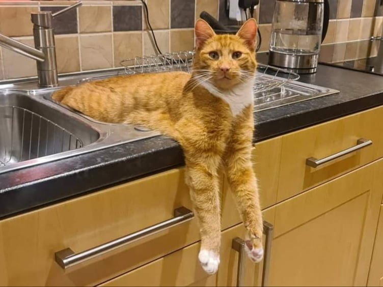 Fizz relaxing in the sink