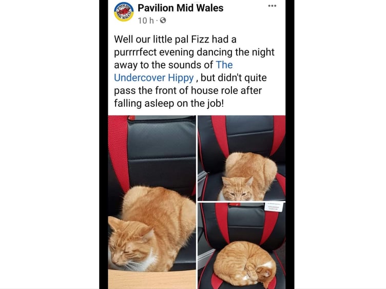 Fizz lending a paw at the Pavillion