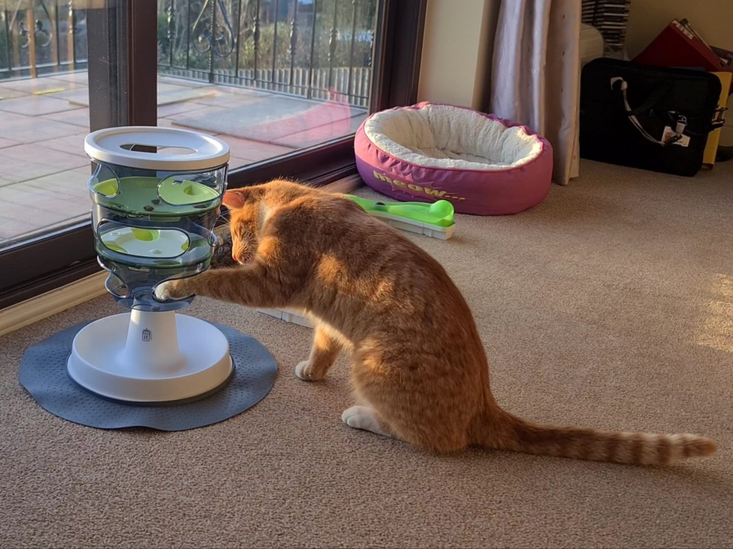 Fizz enjoying his puzzle feeder