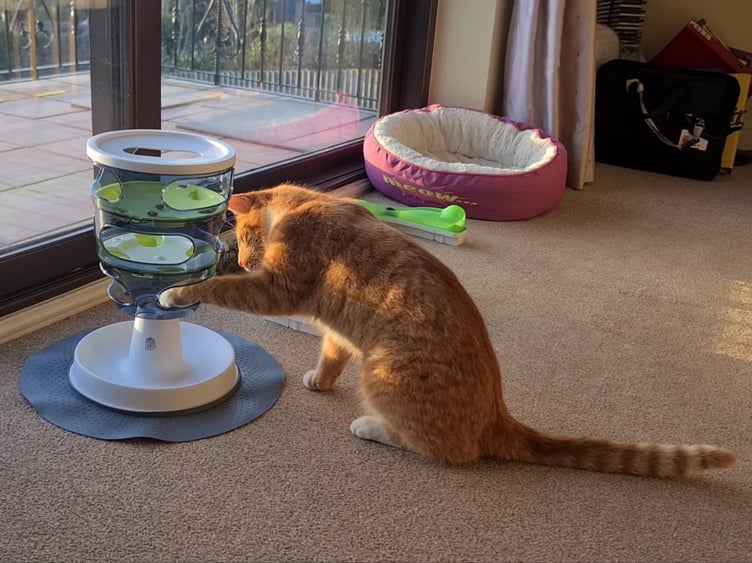 Fizz enjoying his puzzle feeder