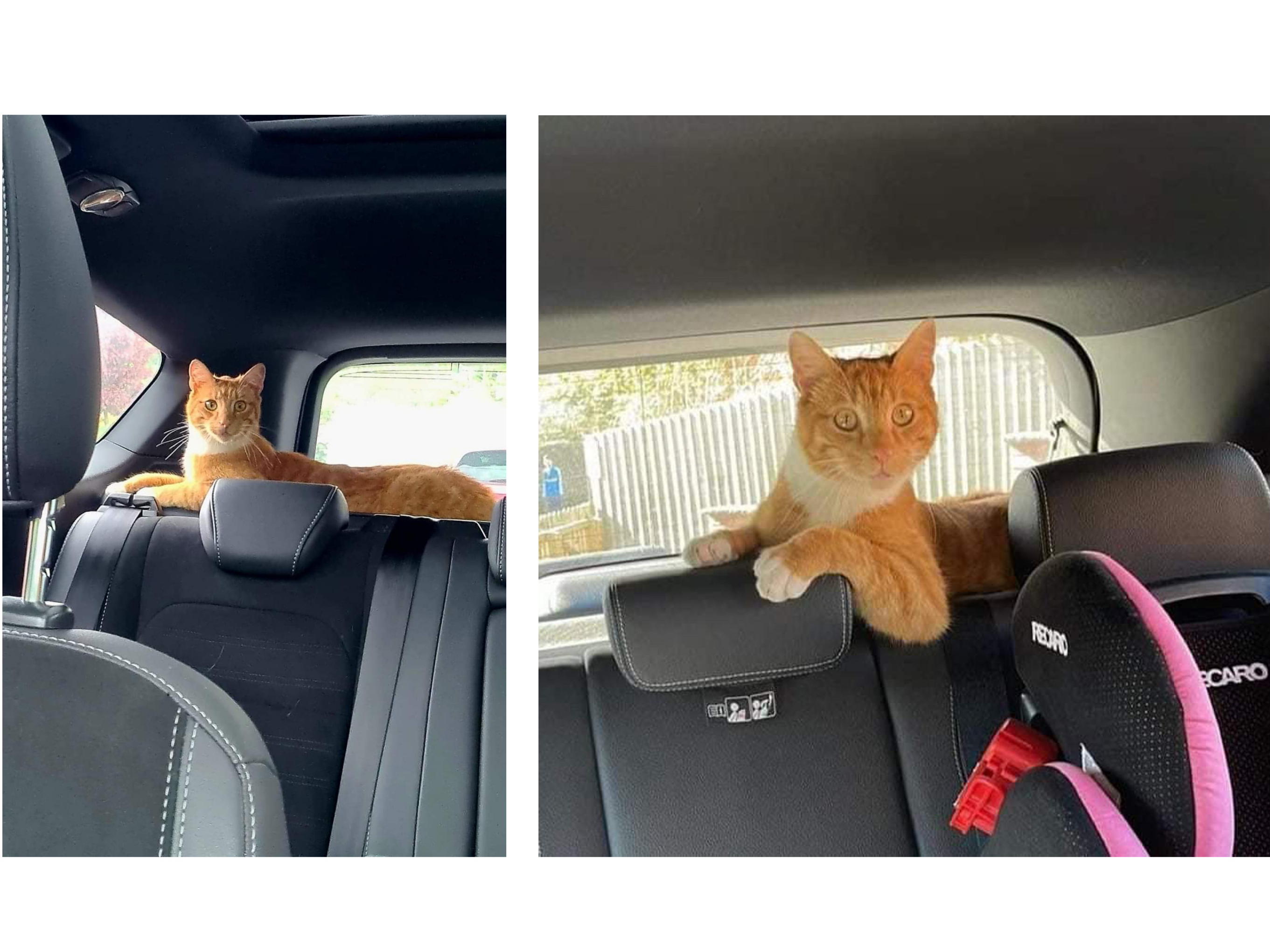 Left is Fizz in mum’s taxi and right he is given a lift home by a stranger