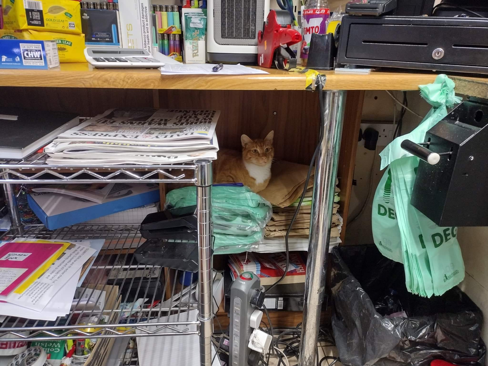 Fizz hiding in the Newsagents