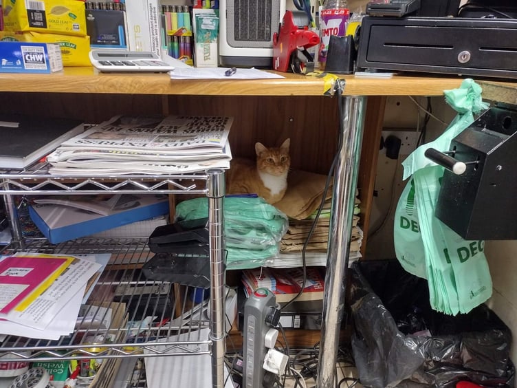 Fizz hiding in the Newsagents