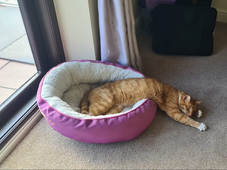Fizz fast asleep after a busy day exploring the town