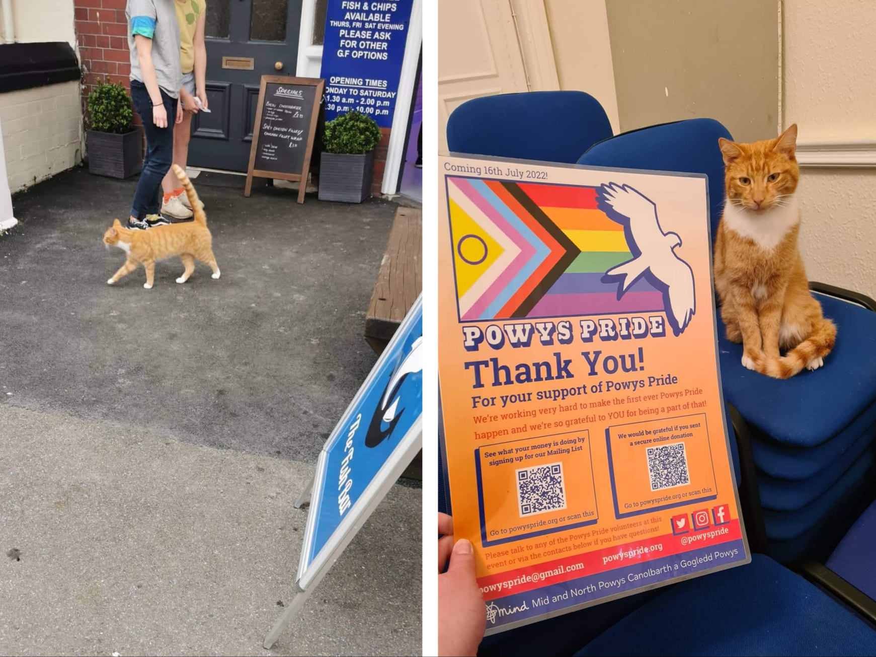 Fizz patrolling outside the Fish and Chip Shop and attending a Powys Pride event