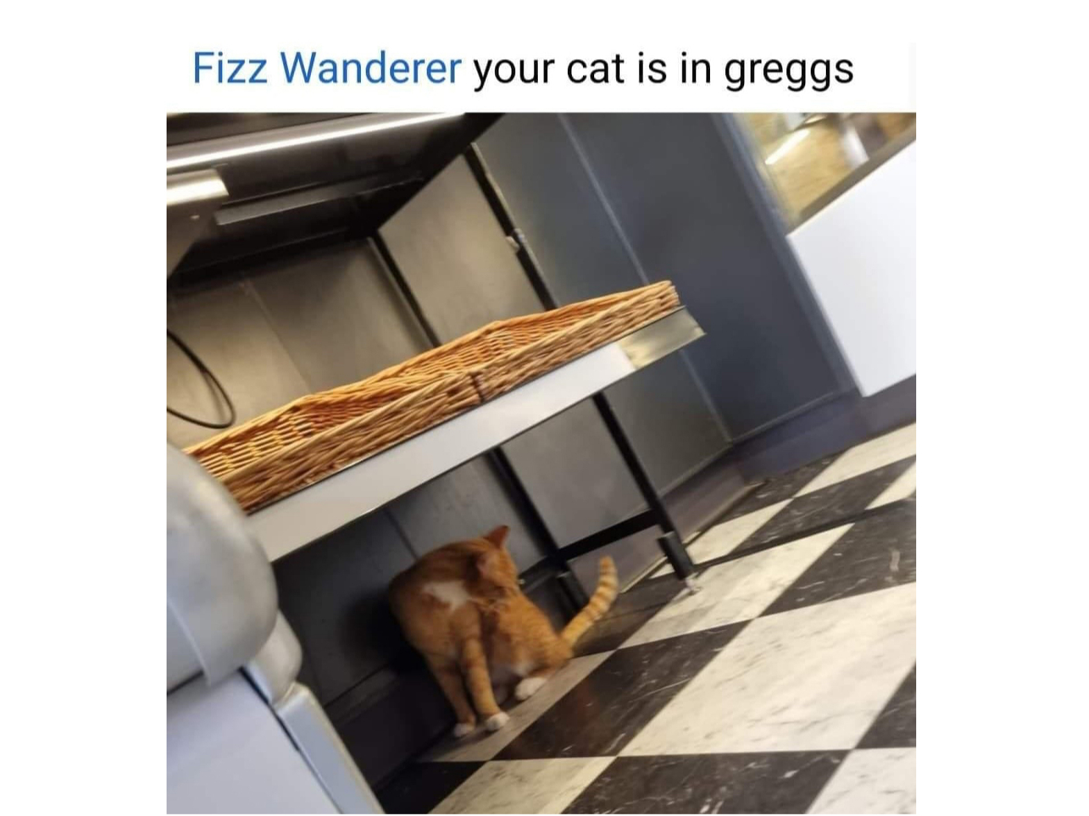 Fizz the cat waiting for a pasty in Greggs
