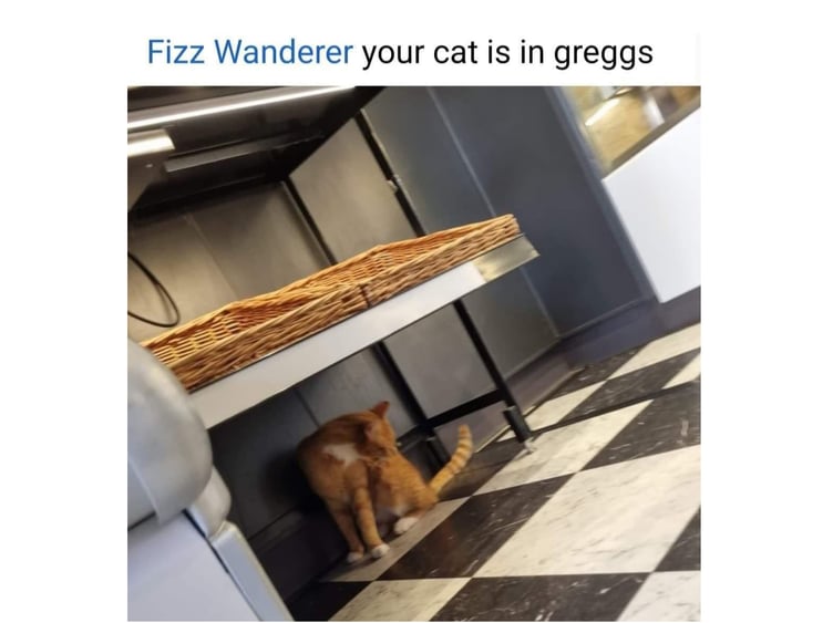 Fizz the cat waiting for a pasty in Greggs