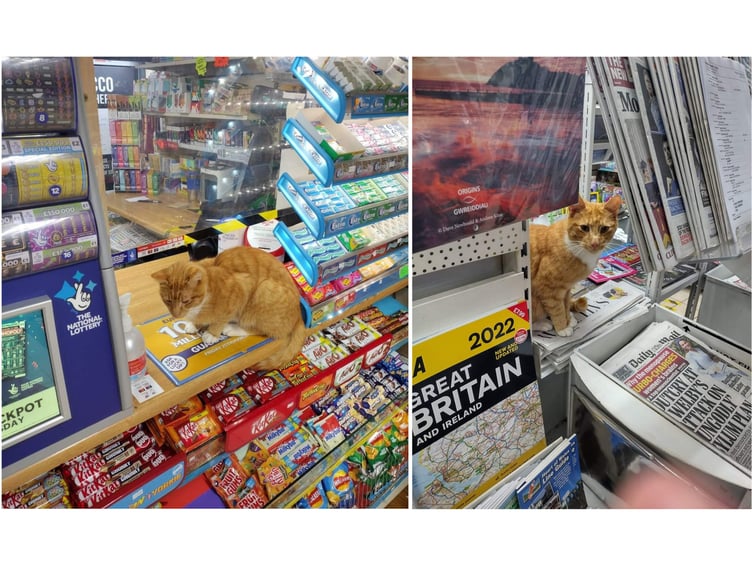 A cool cat enjoying a Kit-Kat and checking the morning newspaper