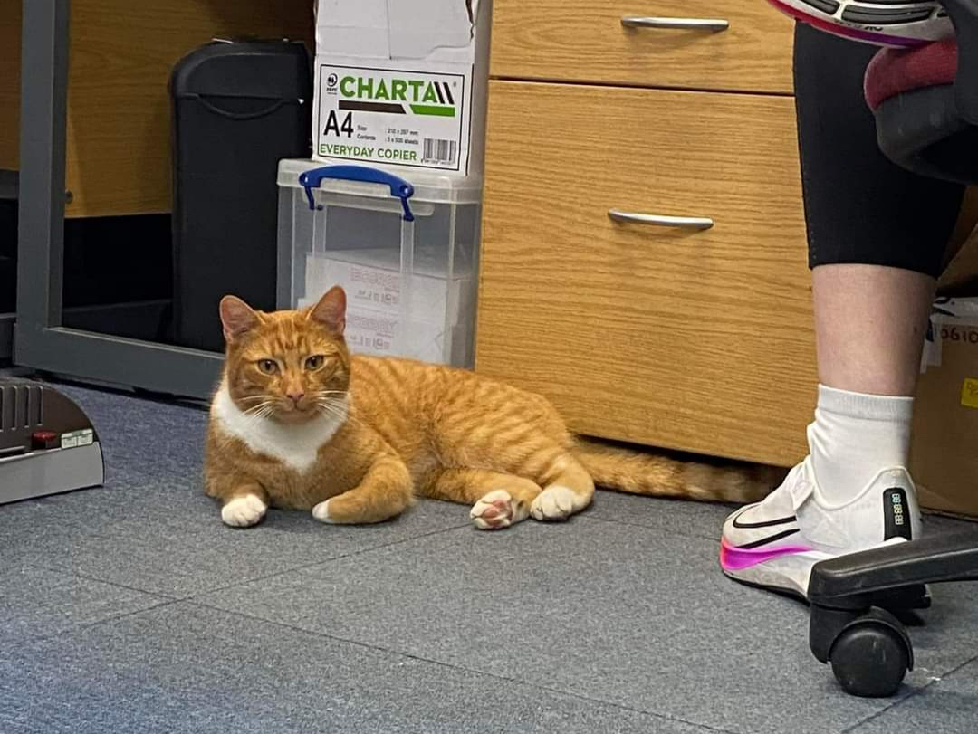 Just stopping at the office - Fizz in a random office in town