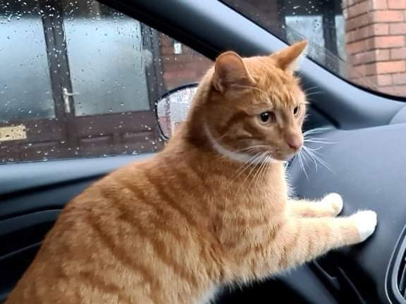 Fizz the wandering cat being driven home after one of his adventures