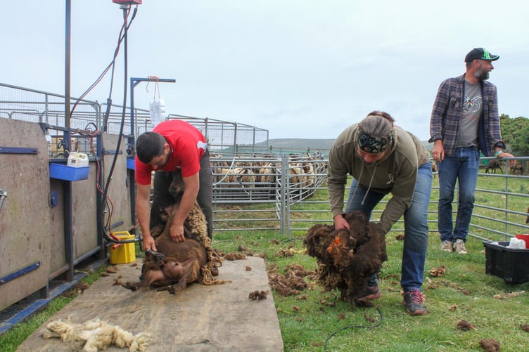 Red Mie Loaghtan Shearing Demonstration. Photo by Callum Staley (CJS Photography)
