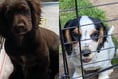 Police appeal after two puppies stolen from Farnham home last weekend