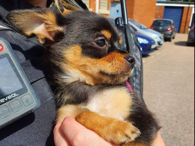 The stolen chihuahua puppy was recovered on Tuesday, June 21
