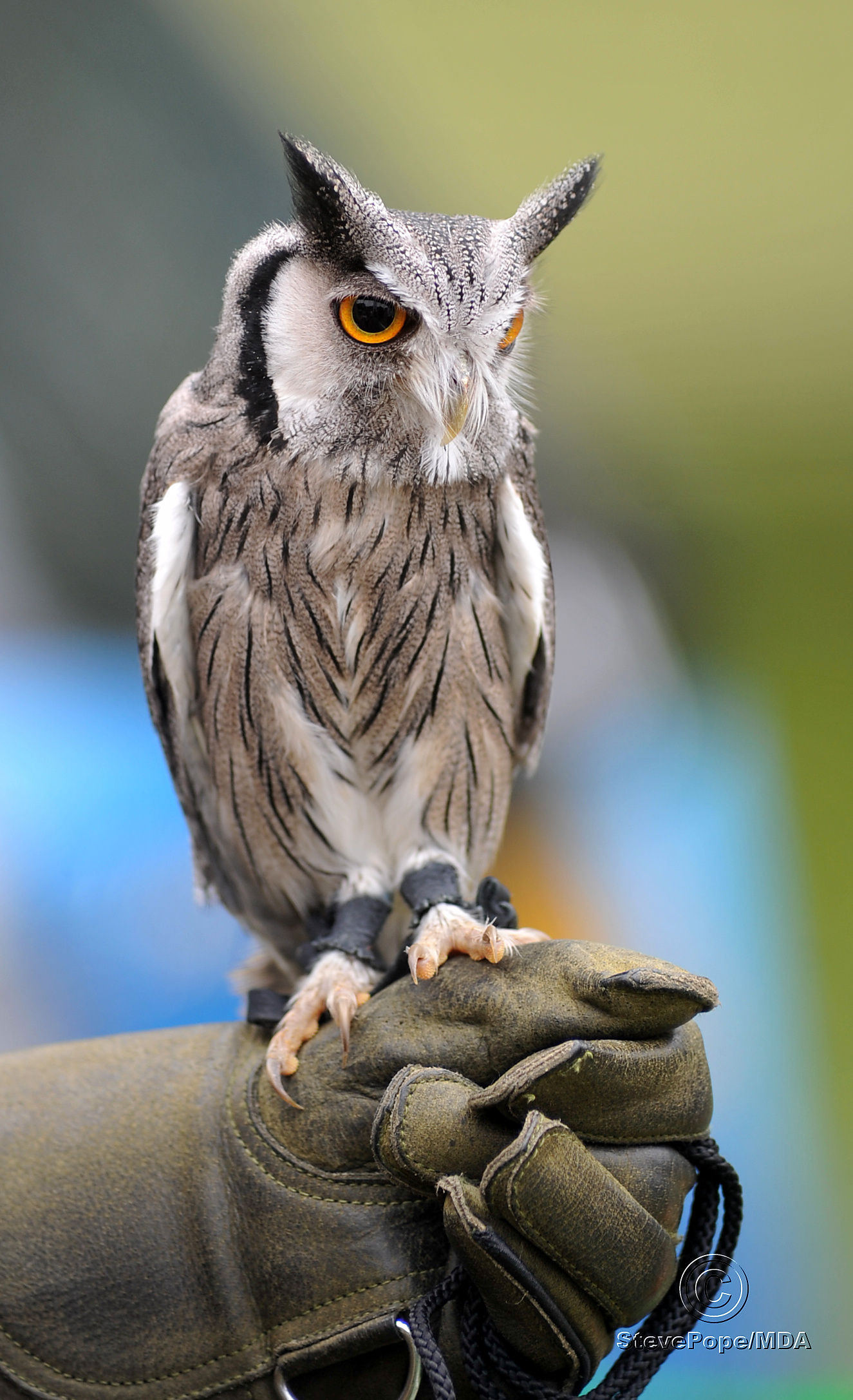 Bird of prey display