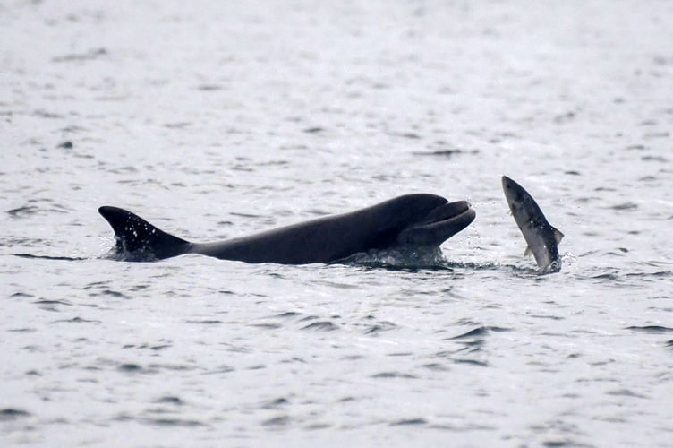 Cardigan Bay dolphin getting an easy supper as a salmon jumps directly into its mouth