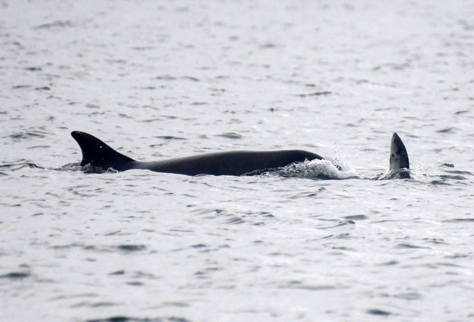 Salmon leaps straight into the mouth of Cardigan Bay dolphin