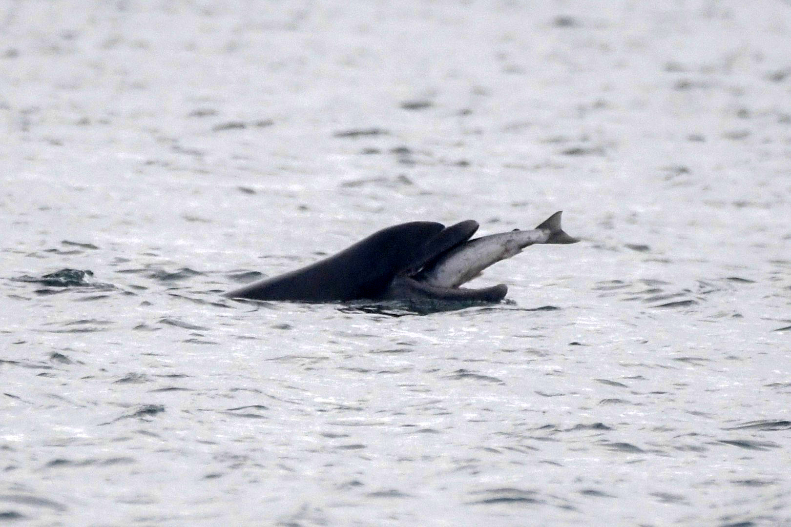 Cardigan Bay dolphin getting an easy supper as a salmon jumps directly into its mouth