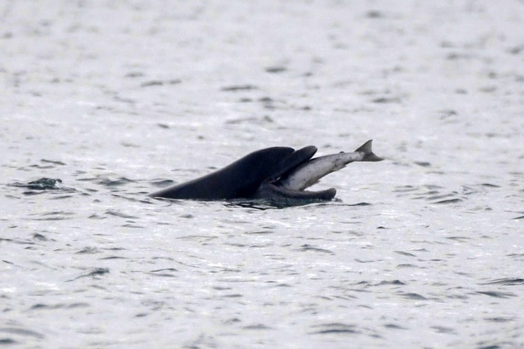 Cardigan Bay dolphin getting an easy supper as a salmon jumps directly into its mouth
