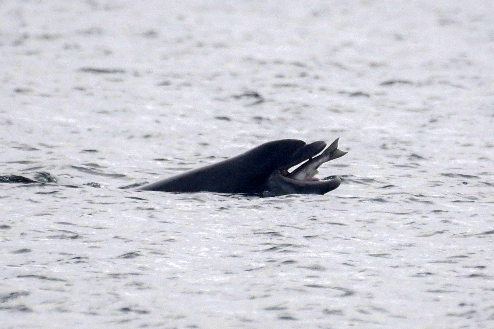 Cardigan Bay dolphin getting an easy supper as a salmon jumps directly into its mouth
