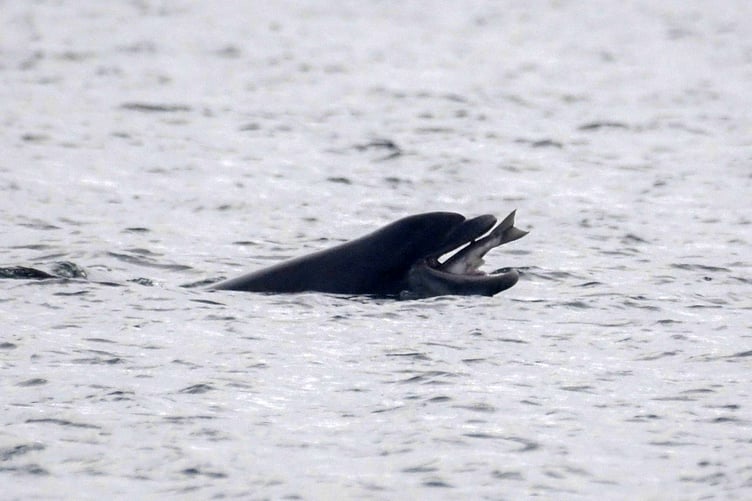 Cardigan Bay dolphin getting an easy supper as a salmon jumps directly into its mouth