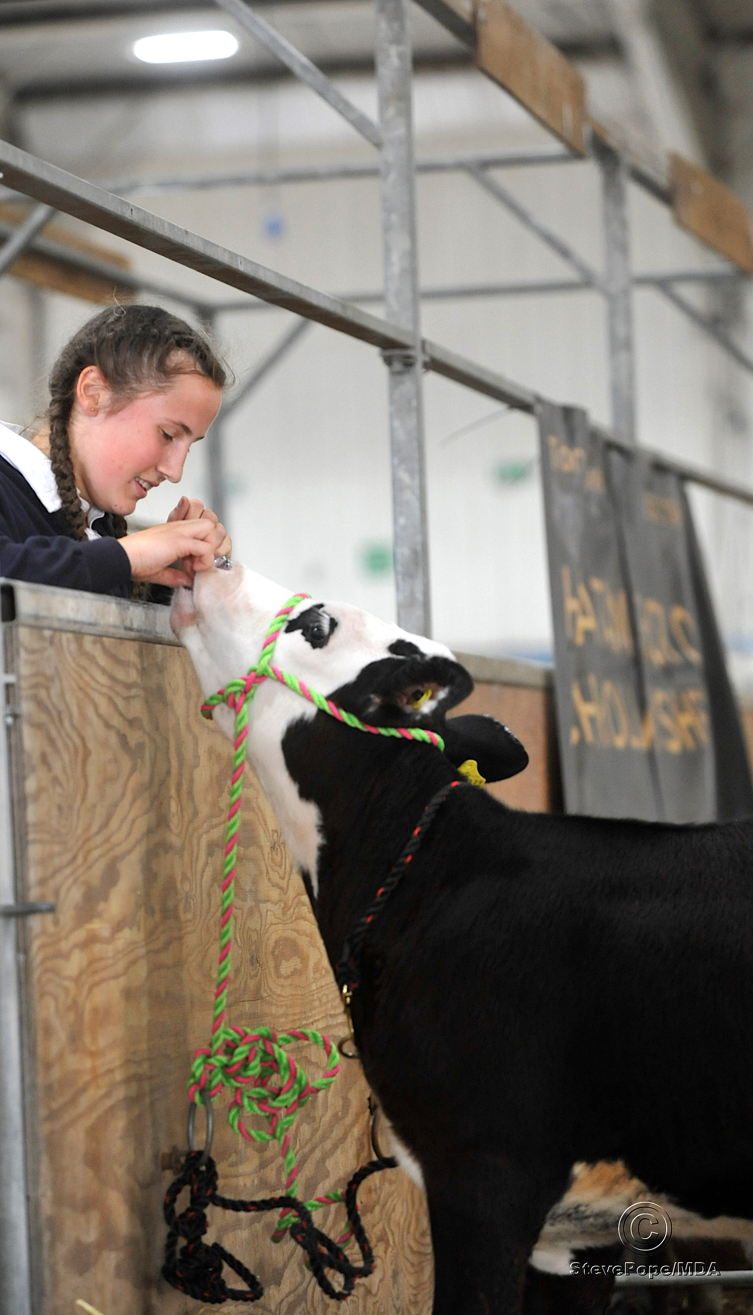 Hey down there! Jorja Snook-Bevis from Noteworthy Farm, Holsworthy with her Hereford cross calf Polly