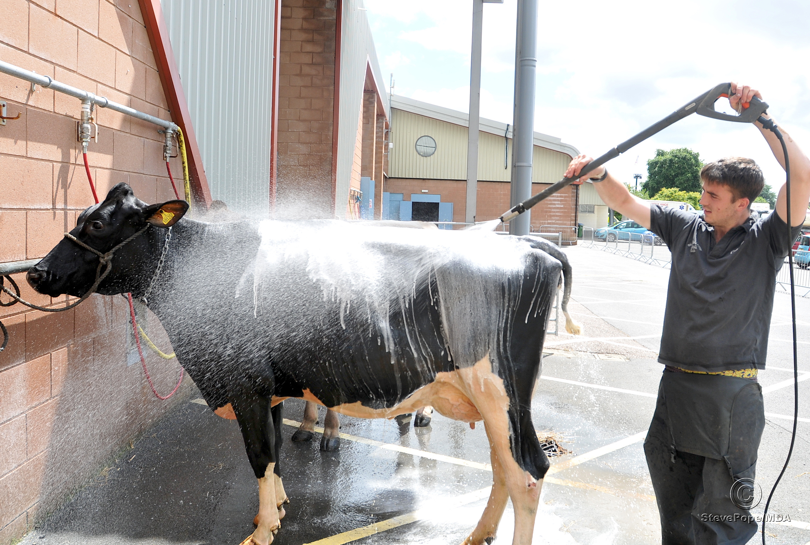 Cooling washdown in the sunshine by Matt Shadrick for one of the Thuborough Holsteins from Thuborough Barton Farm, Holsworthy