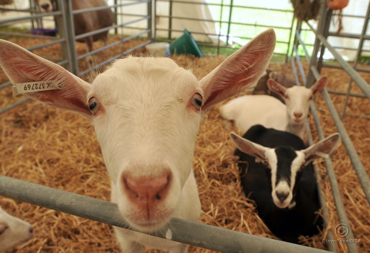 Curious goats awaiting you to watching them watching you
