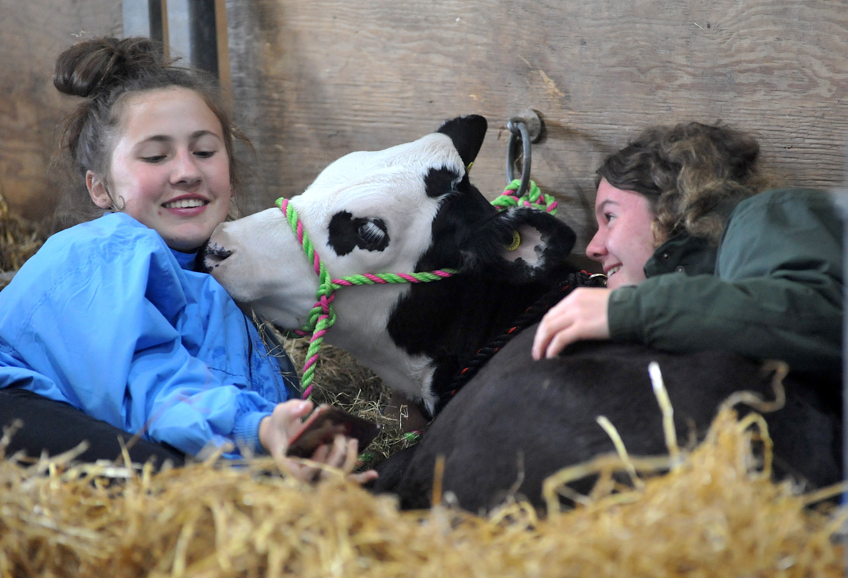 Polly the Hereford cross calf needs to be gently coaxed awake by Jorja Snook-Bevis and Alison Warne.