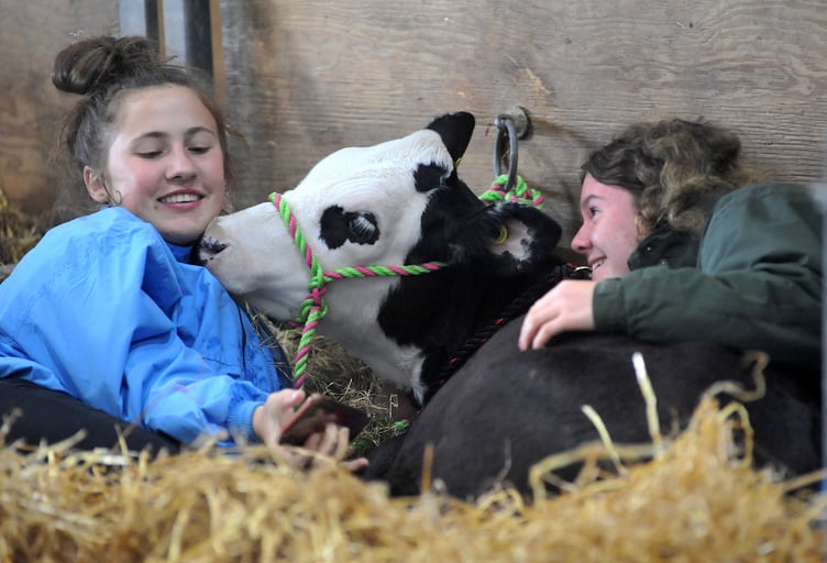 Polly the Hereford cross calf needs to be gently coaxed awake by Jorja Snook-Bevis and Alison Warne.