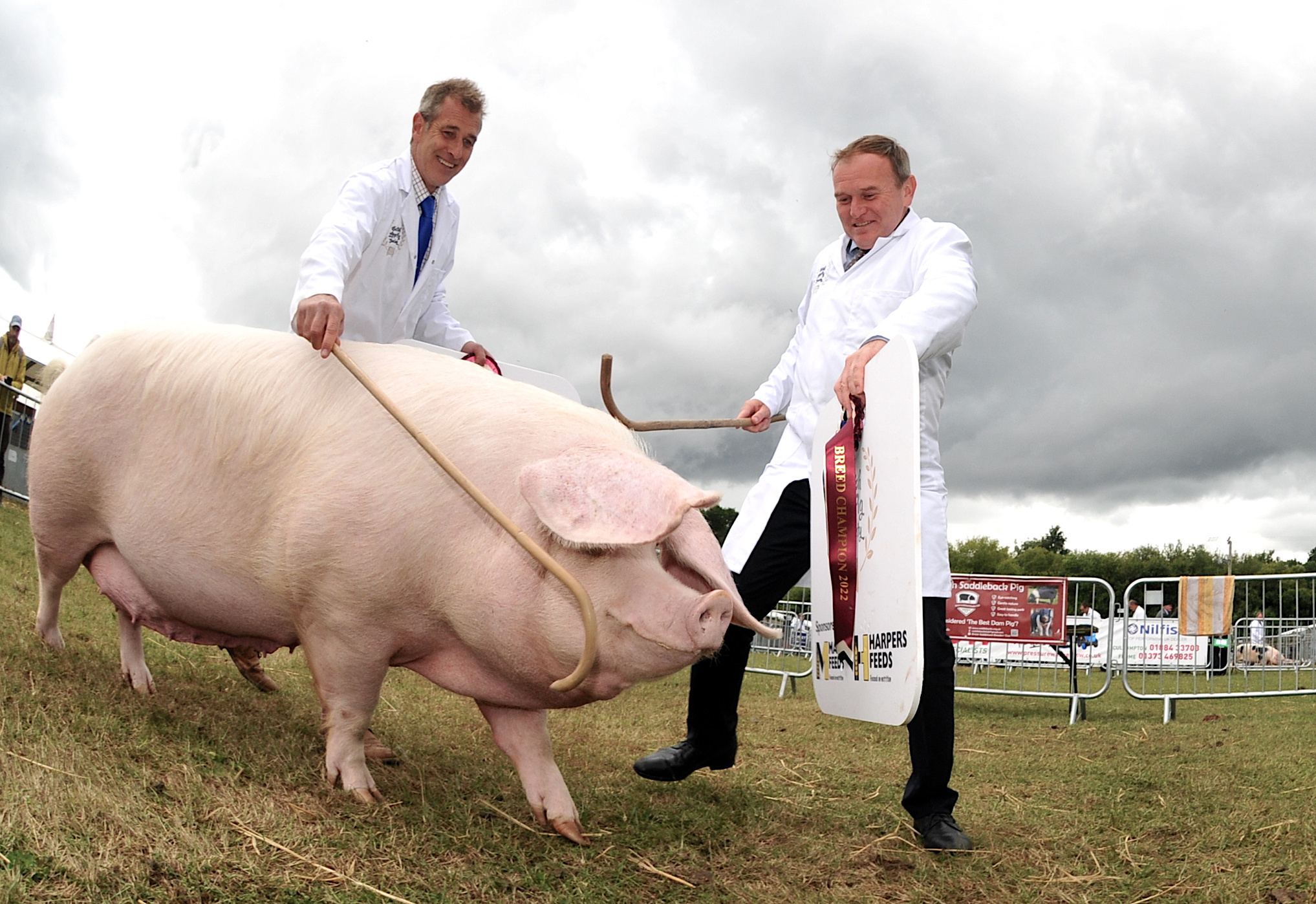 Photo: Steve Pope. MDA300622C_SP013 Devon County Show. This little piggy went....to meet his MP. George Eustice MP, Secretary of State for Environment, Food and Rural Affairs tries his hand at pig wrangling with brother Giles