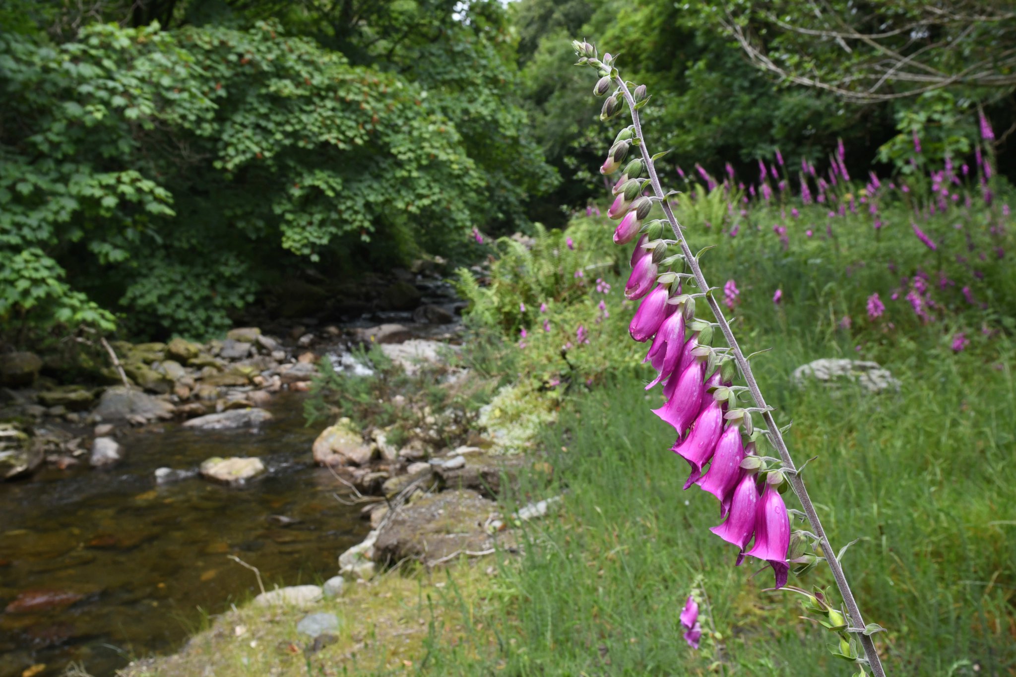 The Snaefell Valley Nature Reserve -